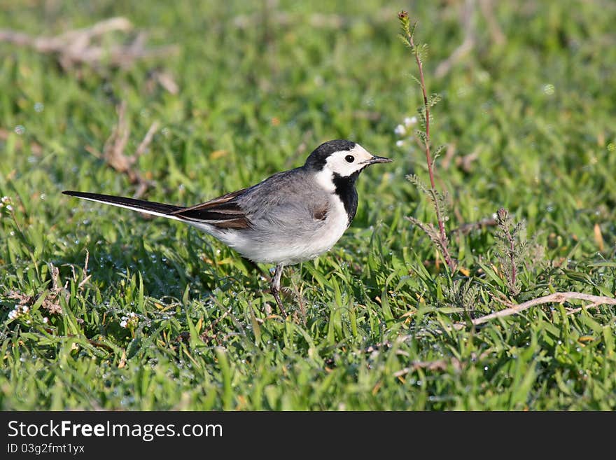 White Wagtail