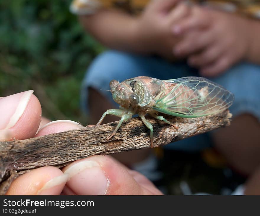 Locust Cicada Insect Hatched Educational