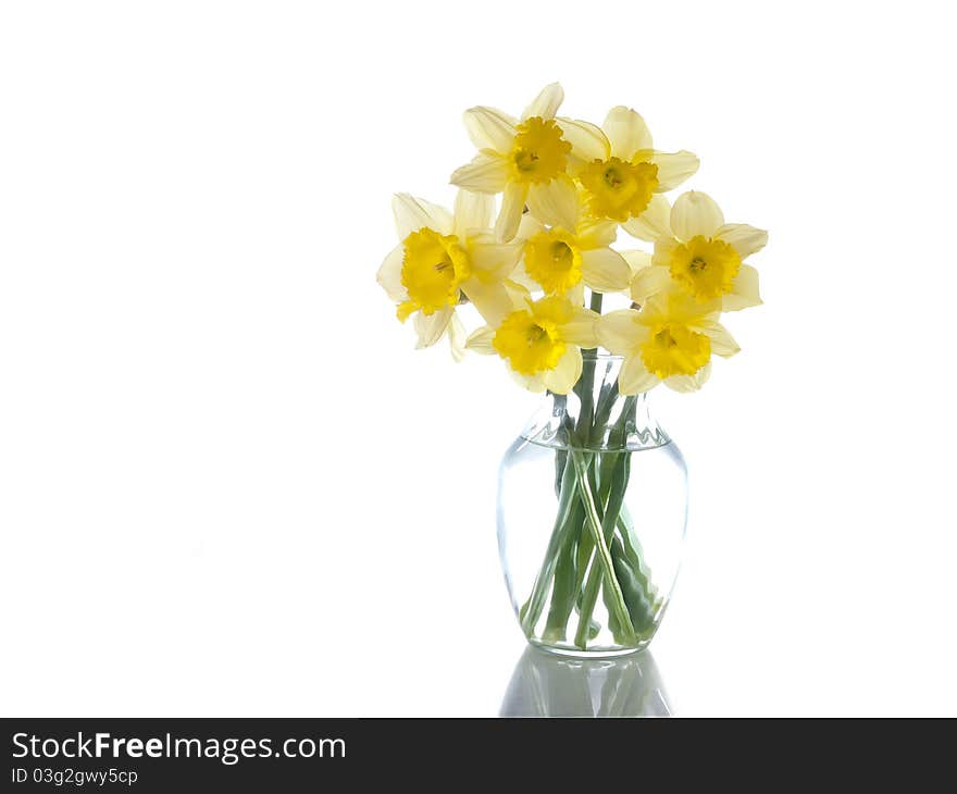 Daffodils Isolated