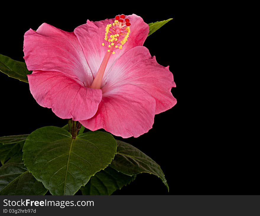 Hibiscus Pink Black Background