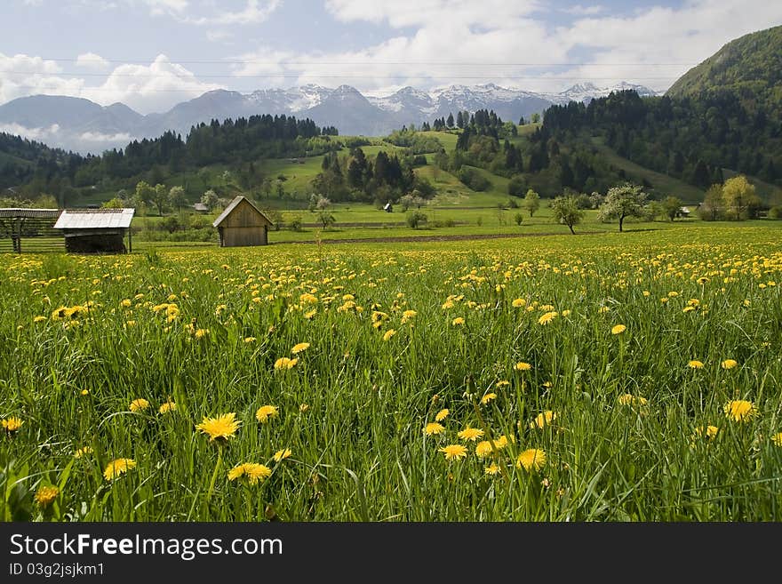 Green meadows in a village close to lake Bohinj.