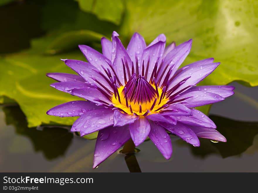 Beautiful blooming violet water lily in Thailand