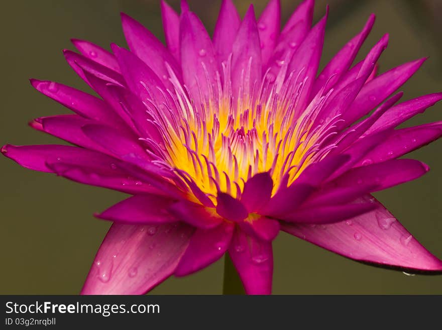 Close up of pink water lily