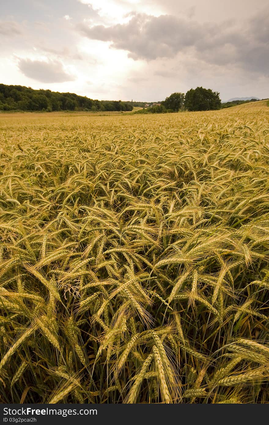 Fields Of Gold