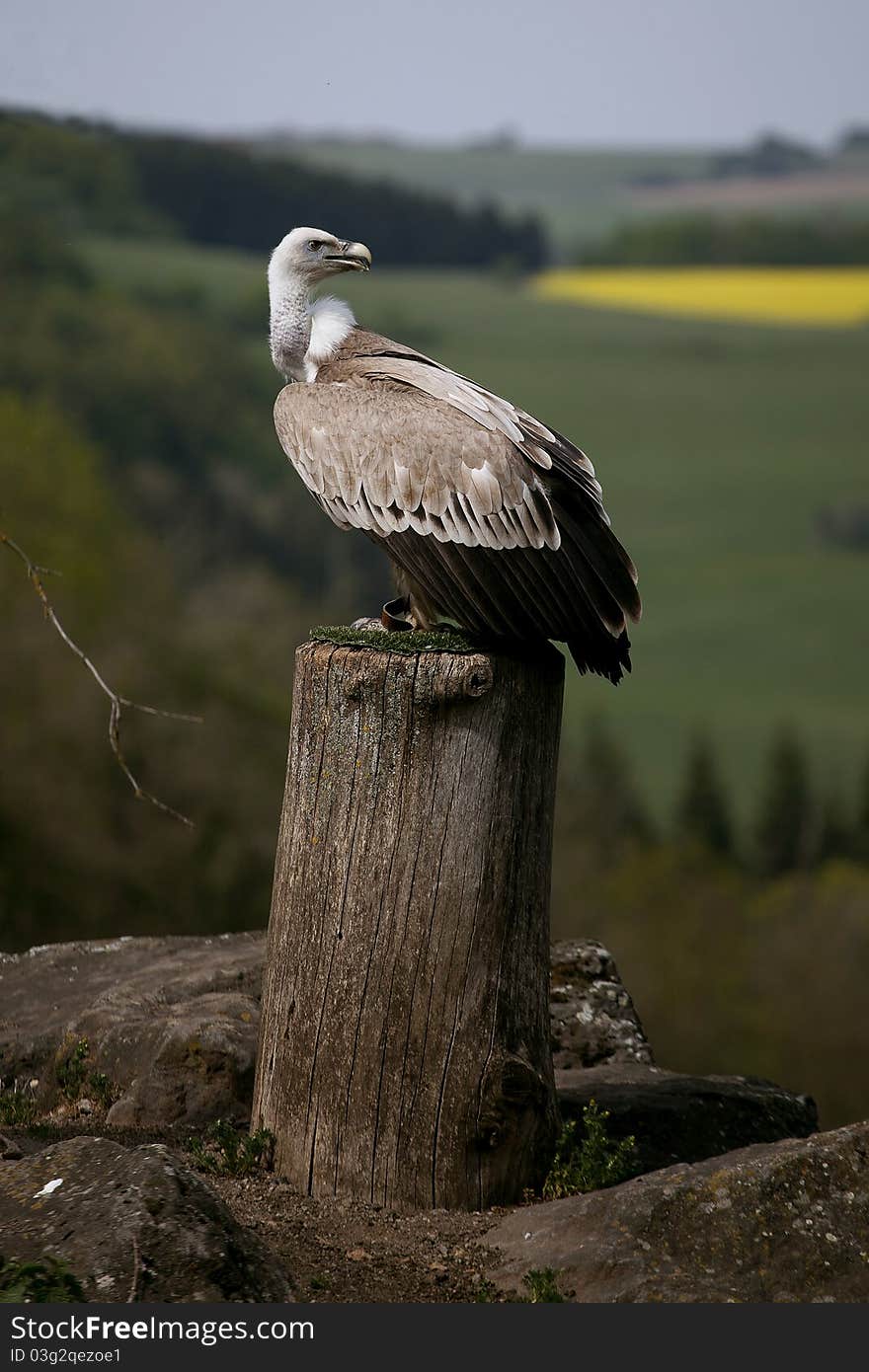 Portrait European griffon vulture in landscape.