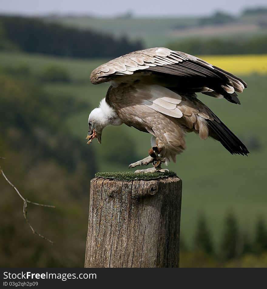 Portrait of one eating Griffon vulture.