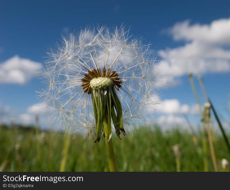 Dandelion seeding parachutes highlighted against a blue sky