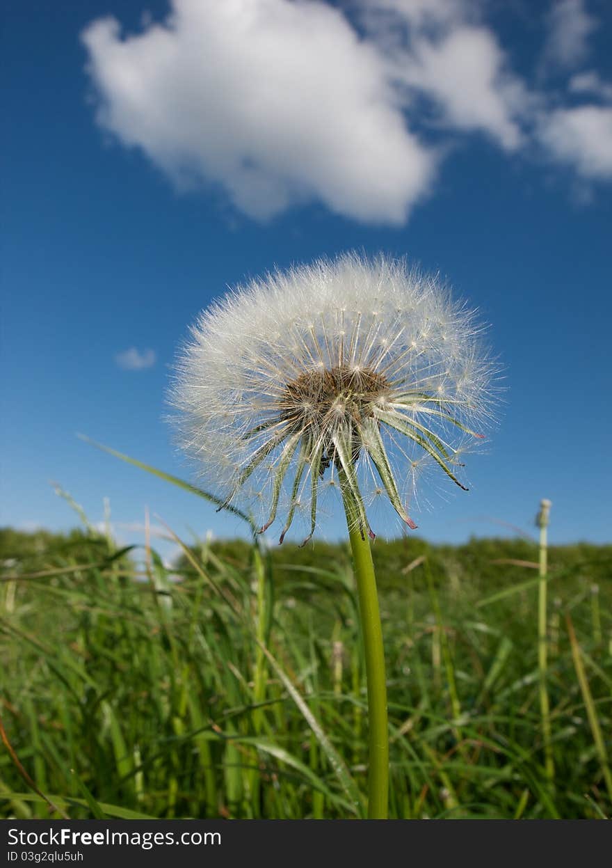 Dandelion parachutes