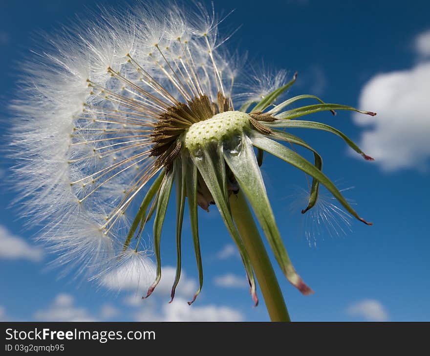 Dandelion parachutes