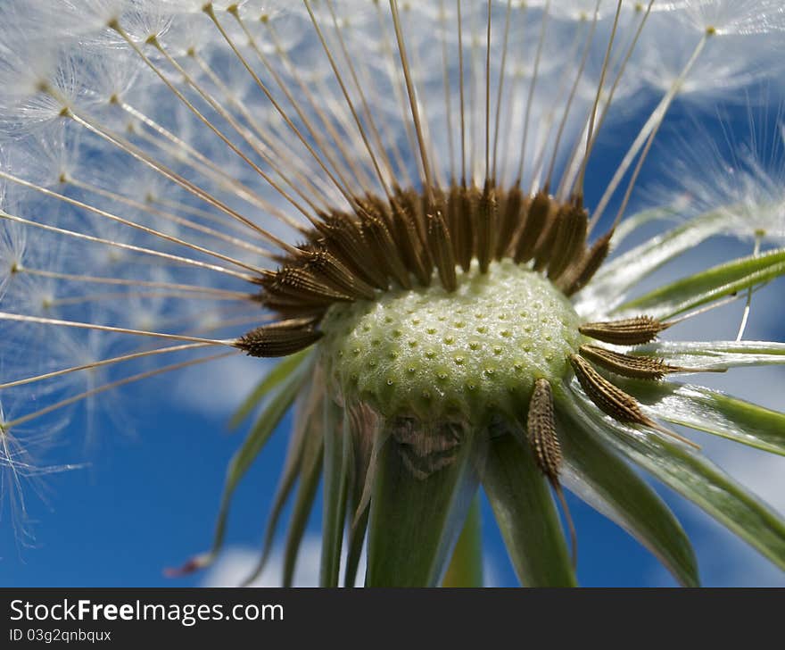 Dandelion parachutes