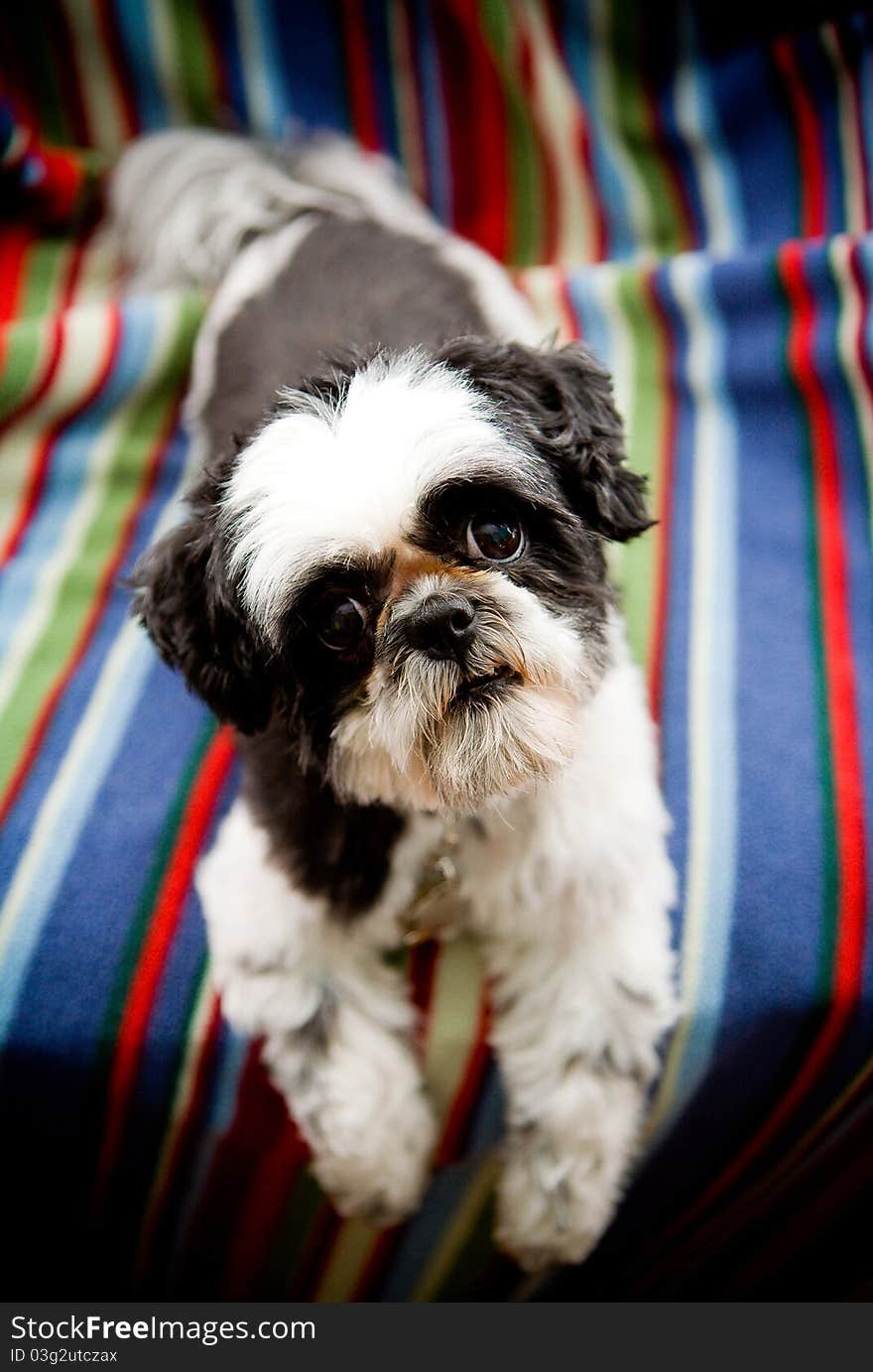 Cute pet dog looking up. Cute pet dog looking up.