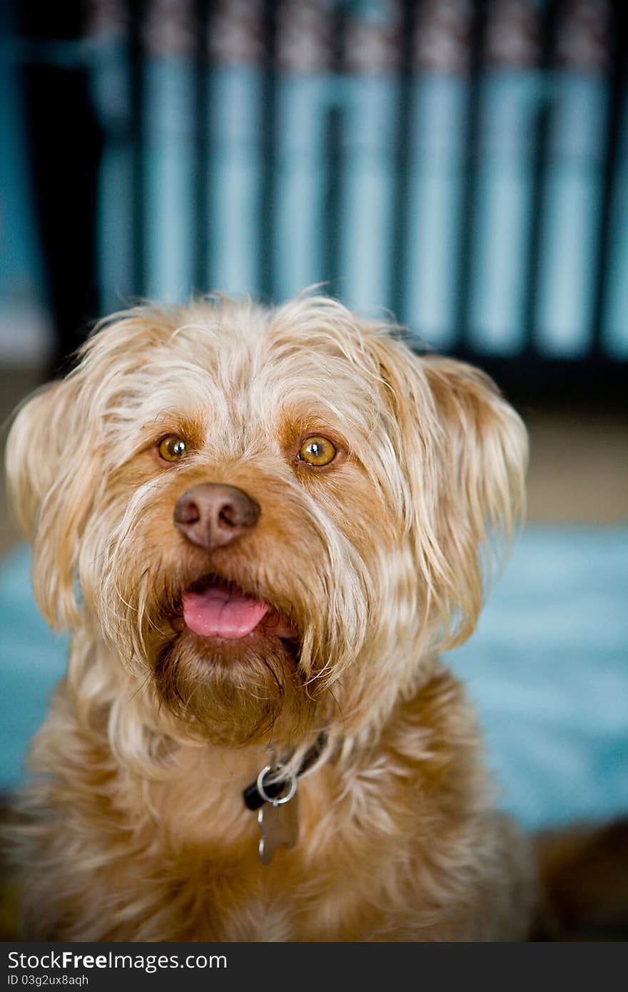 Cute pet dog sitting in the nursery. Shaggy pound puppy. Cute pet dog sitting in the nursery. Shaggy pound puppy.