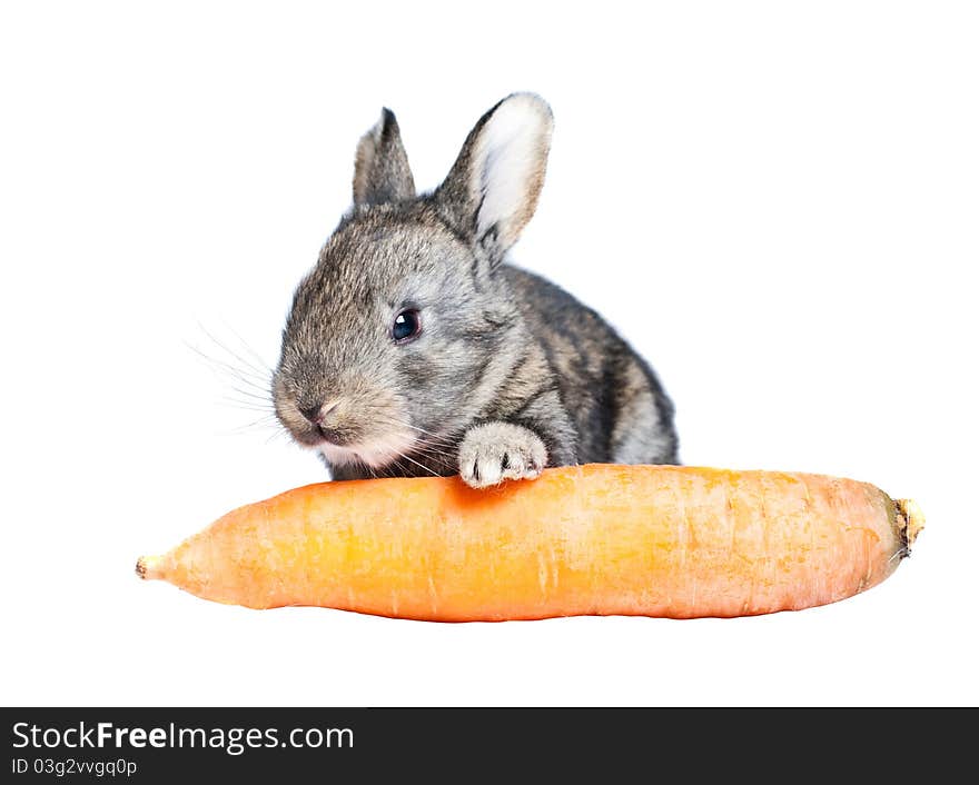 A small rabbit and carrot