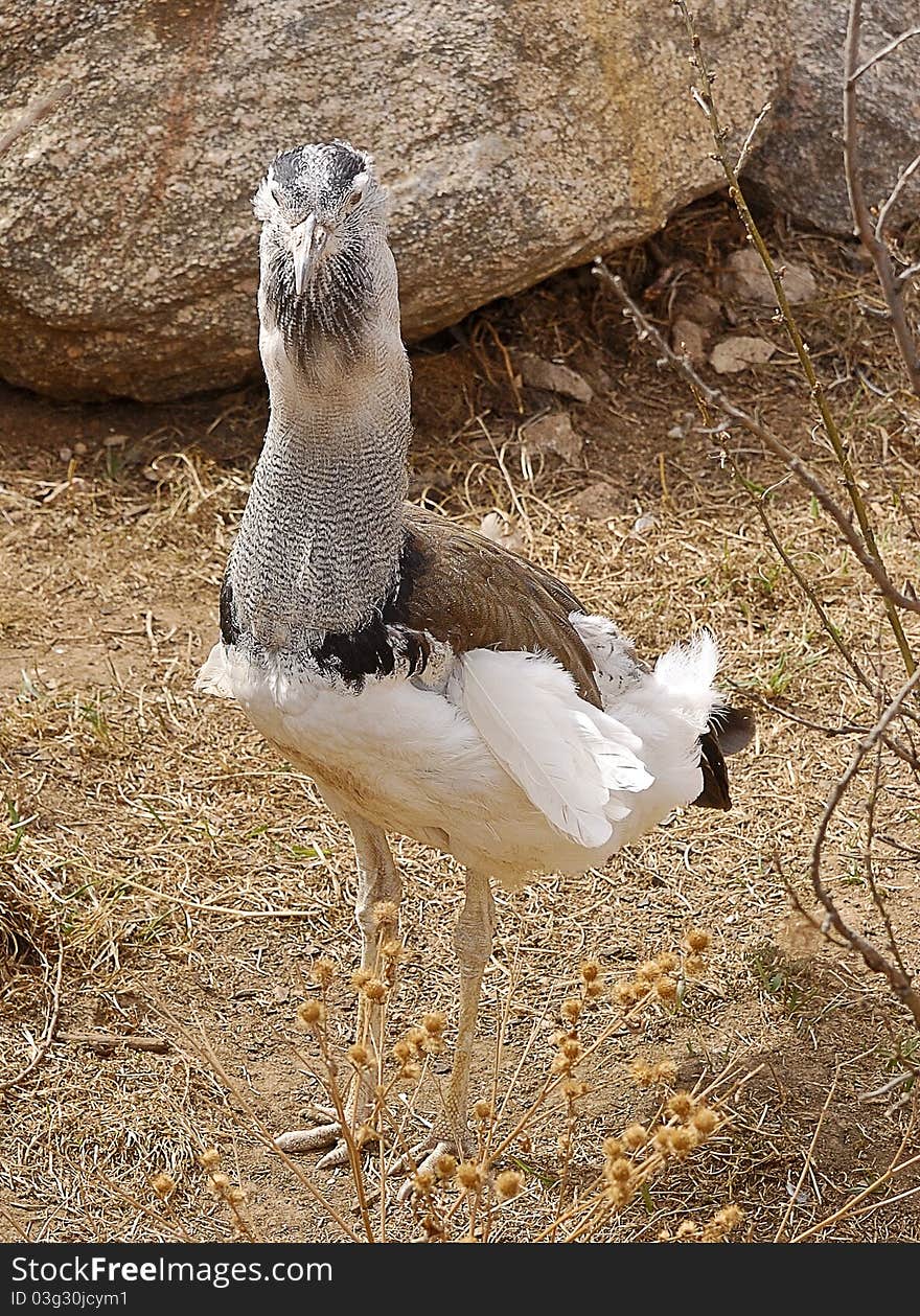 Bustard