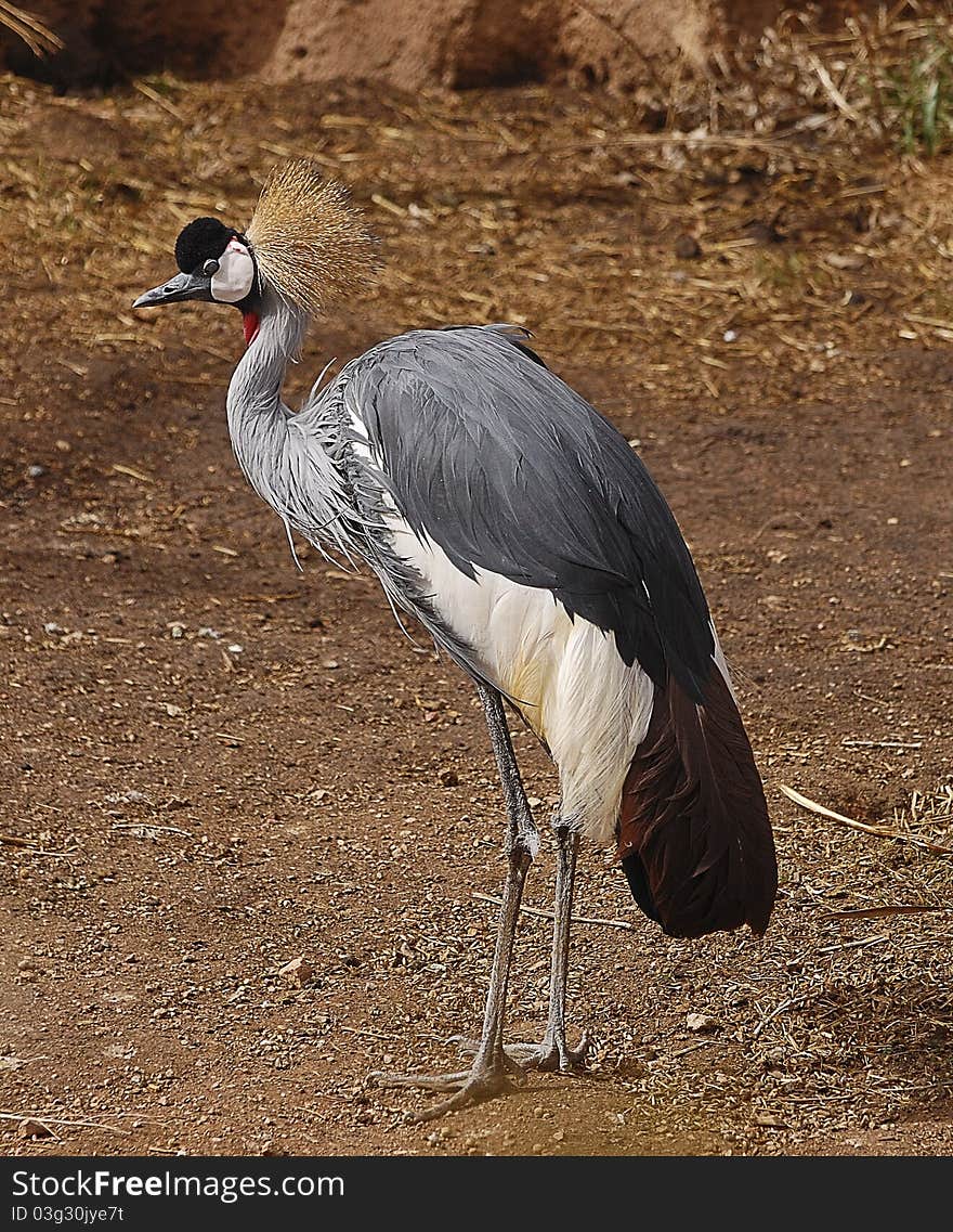 African Crowned Crane