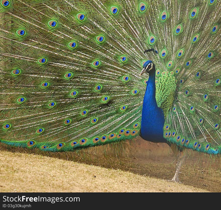 Peacock