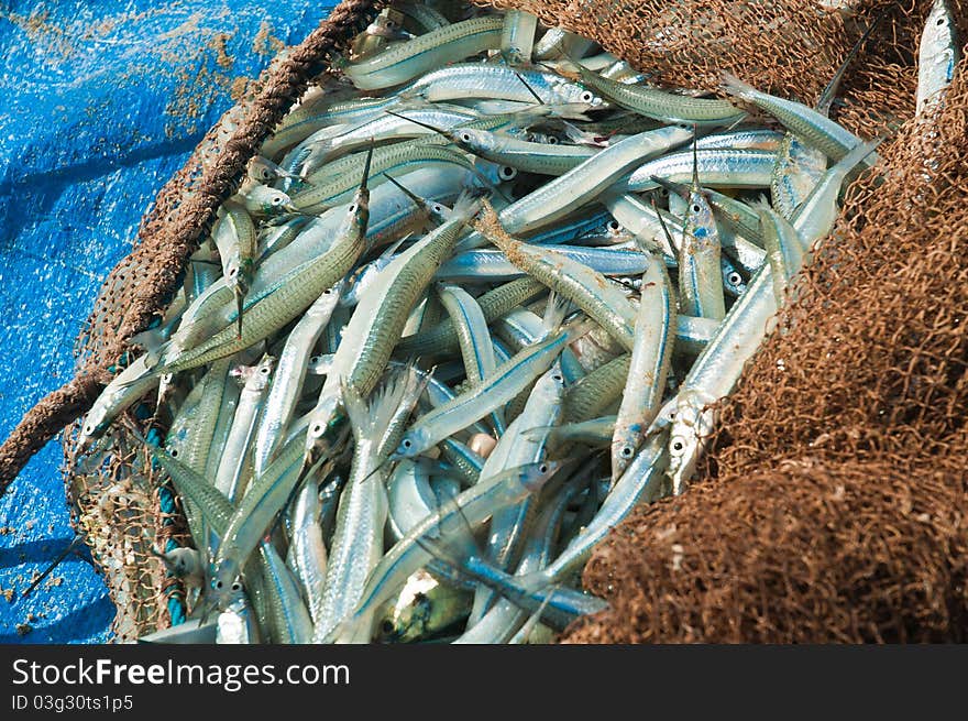 Freshly caught fish on Varca Beach Goa India. Freshly caught fish on Varca Beach Goa India