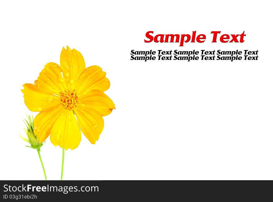 Beautiful yellow flowers isolated with copy space