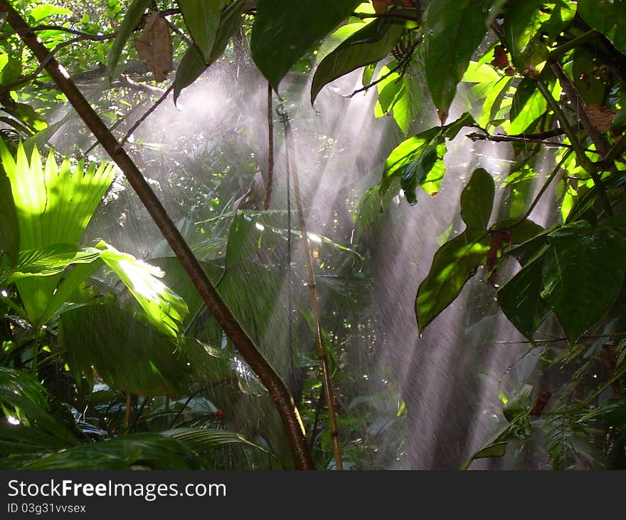 Rain Forest in Costa Rica, sun is shining through the trees.