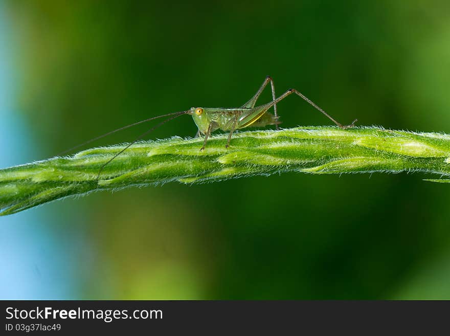 Close-up Of Grasshopper