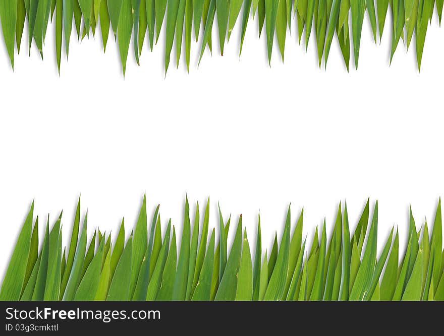 Blank grass pattern isolated on white background