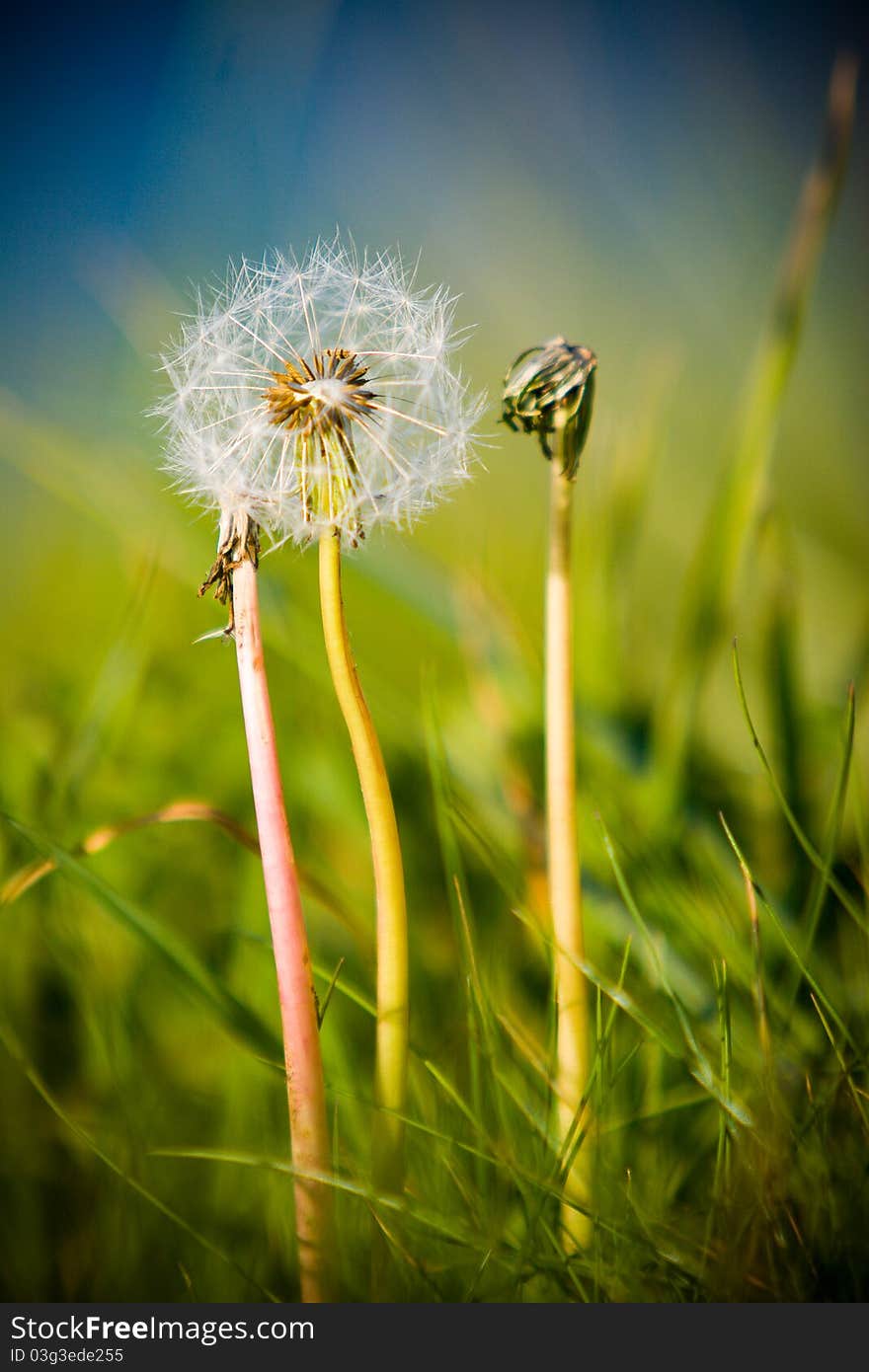 An extreme close up of a plant