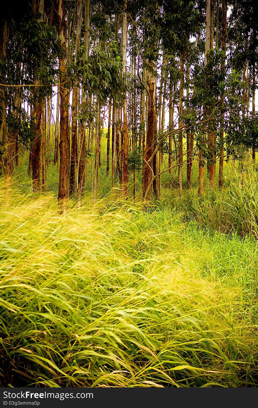 A close up of a field. A close up of a field