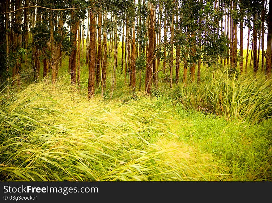 Plants And Trees