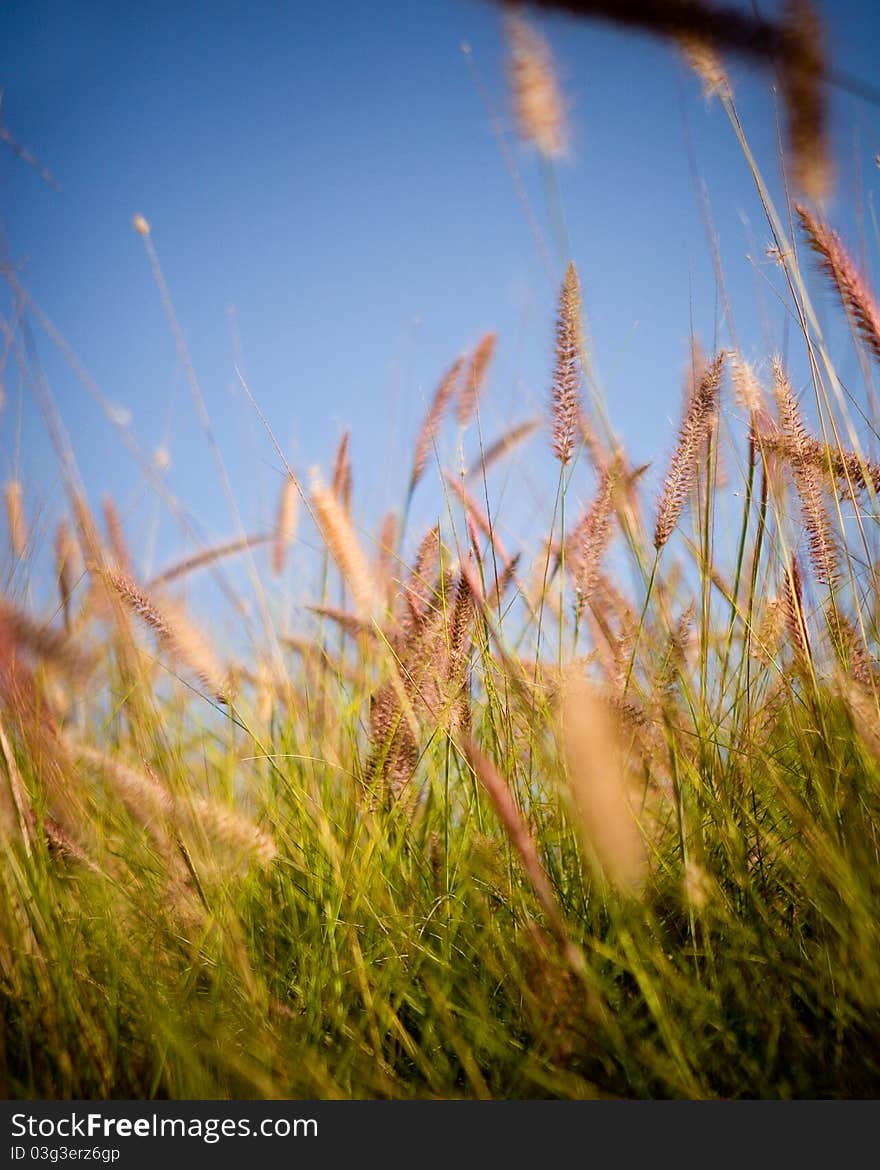 A close up of a field