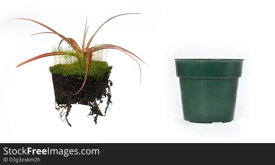 A close up of a plant and a pot. A close up of a plant and a pot