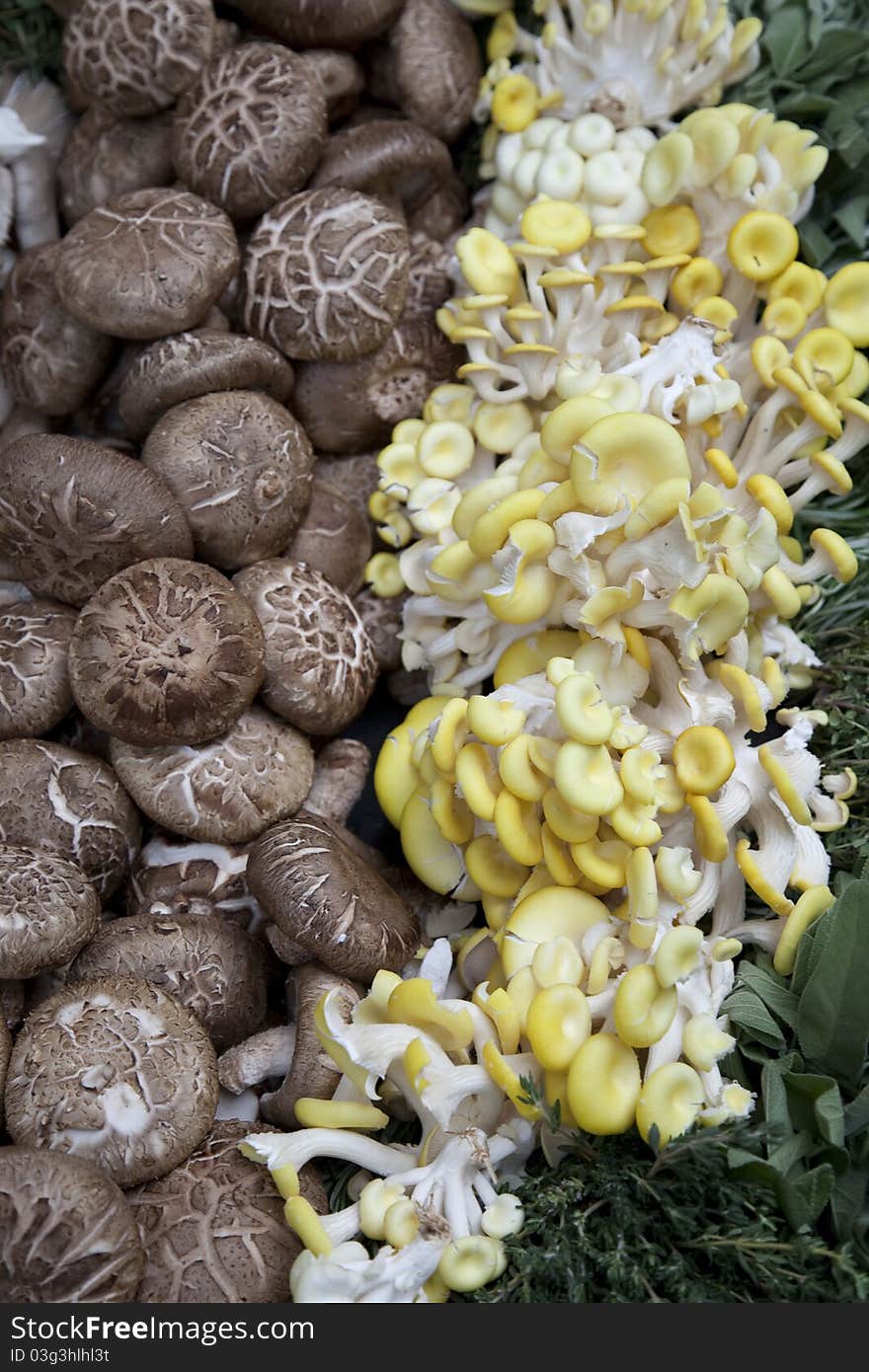 Two types of Mushroom on sale on market stall