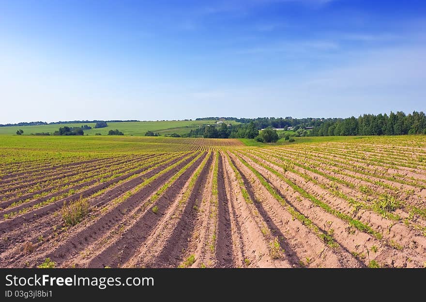 Photo with the cultivated ridges of a potato field