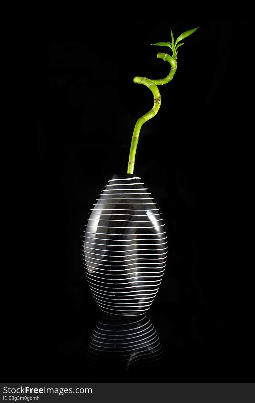 Green bamboo in black vase with stripes