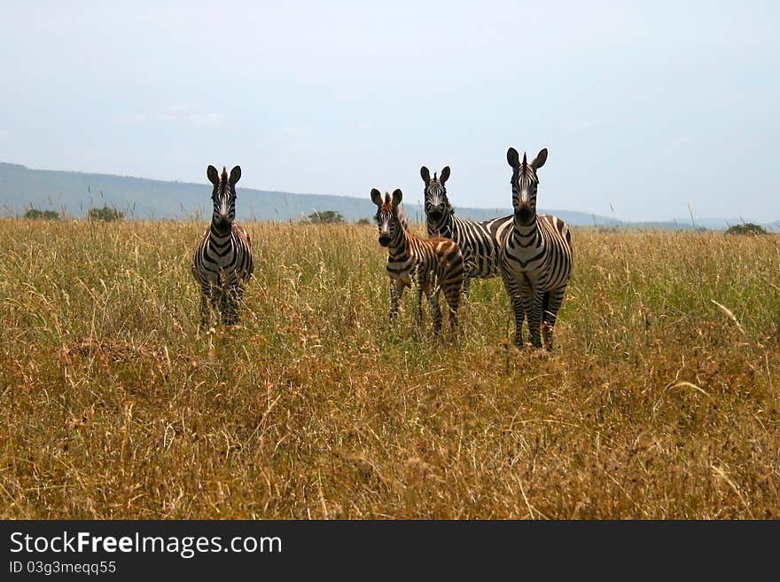 Four zebras looking at the camera, Serengeti national park, Tanzania.