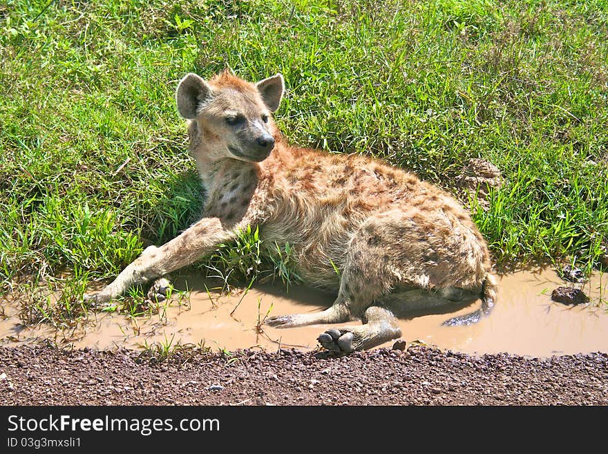 Spotted hyena resting on a road