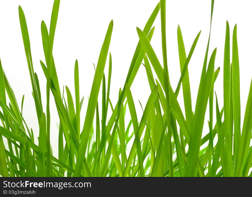 Young green grass (oat)