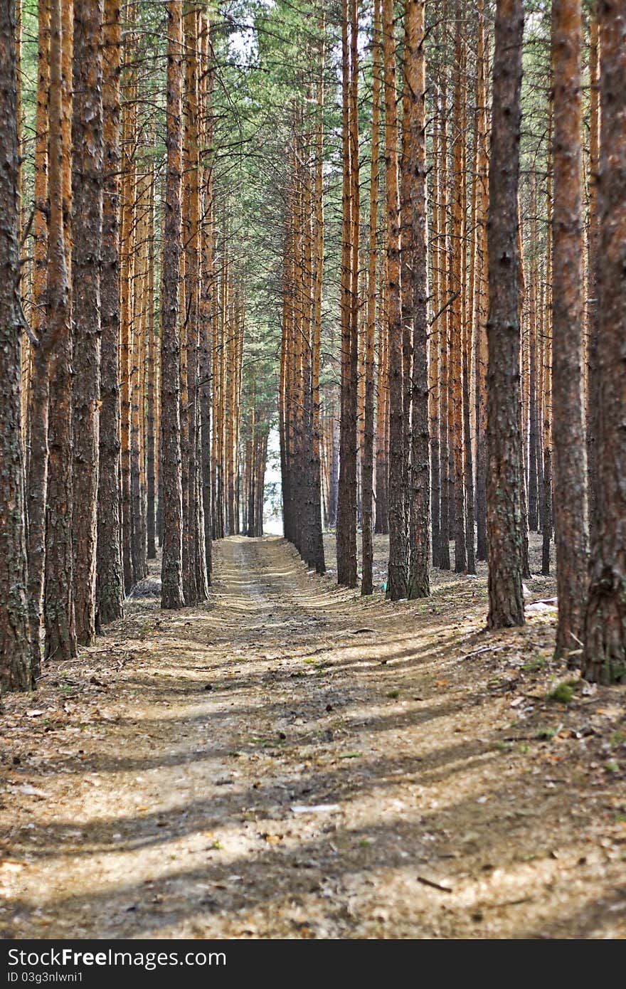 Spring Forest And The Trees On The Road