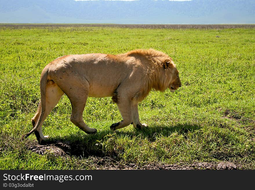 Big lion walking next to road in Serengeti