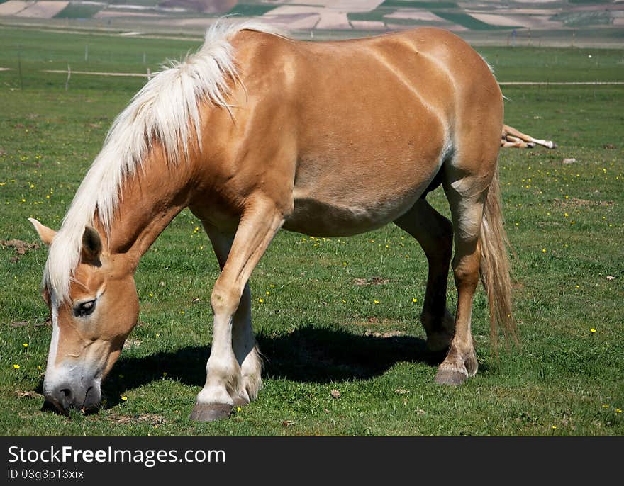 Brown horse grazing in the mountains