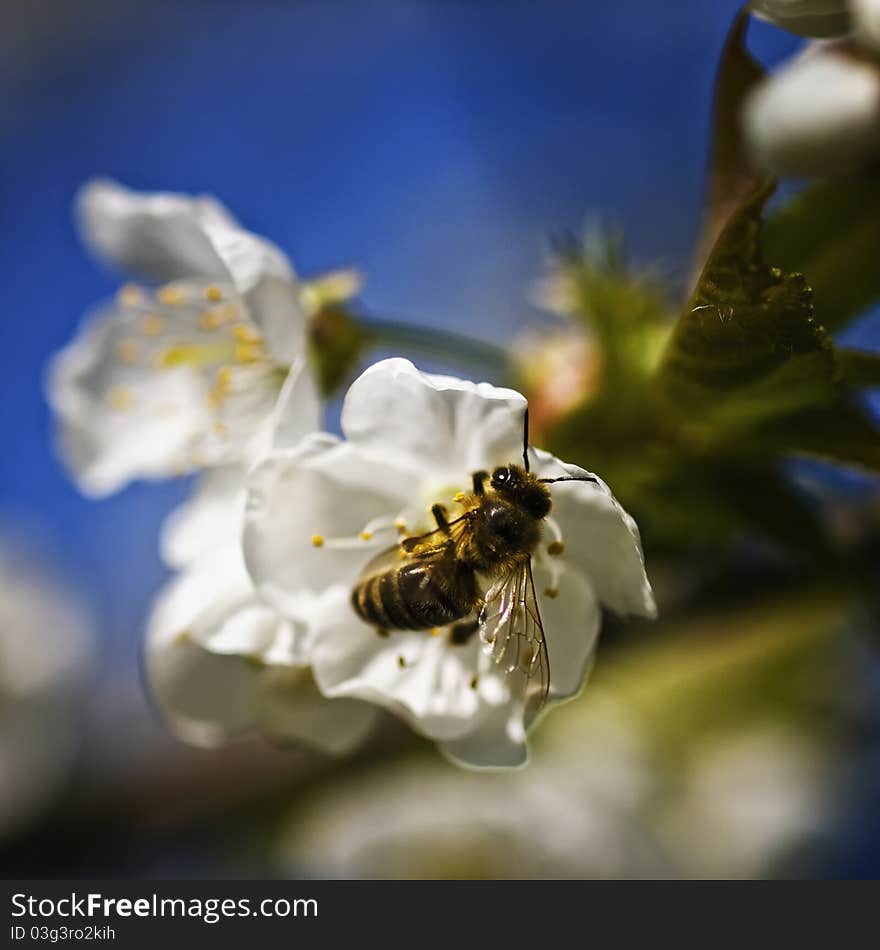 Spring white flower and bee. Spring white flower and bee