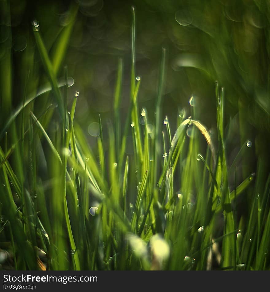 Drops in the grass