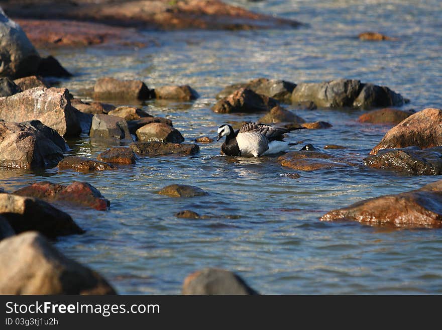 Canadian geese in Helsinki, Finland