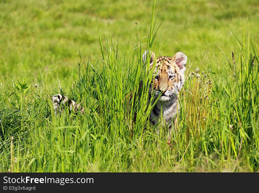 Siberian Tiiger puppy