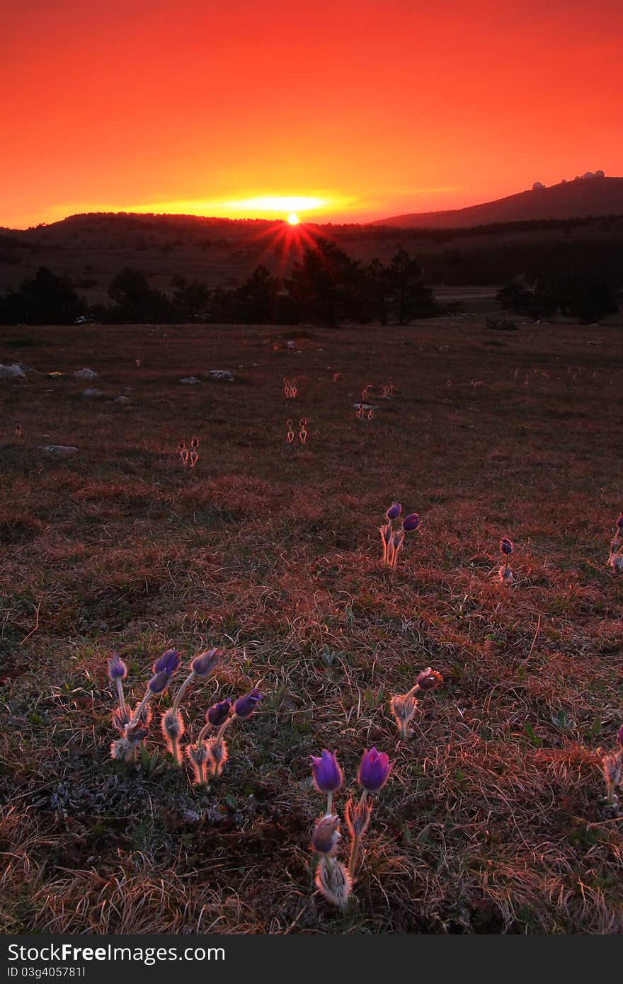 Flowers at sunset