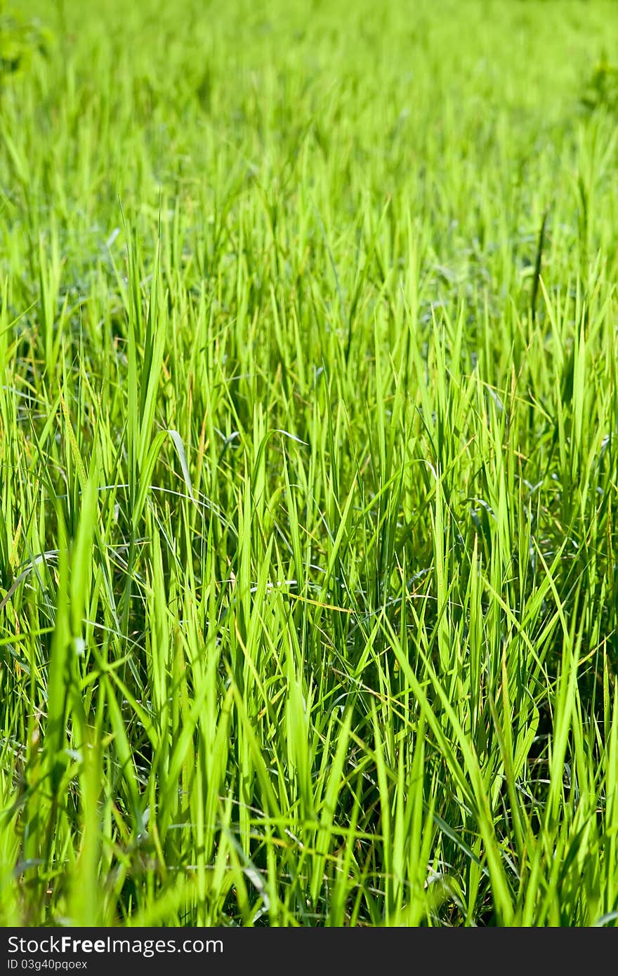 Fresh green grass isolated