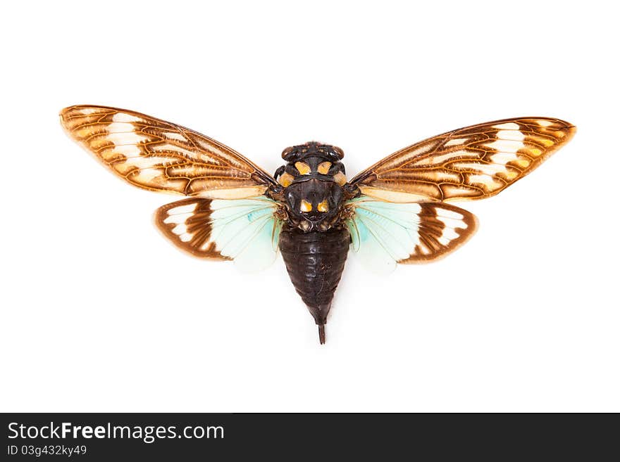 Green and brown cicada Tosena splendida isolated