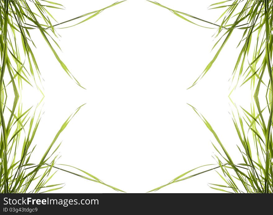 Sprigs green grass on white background