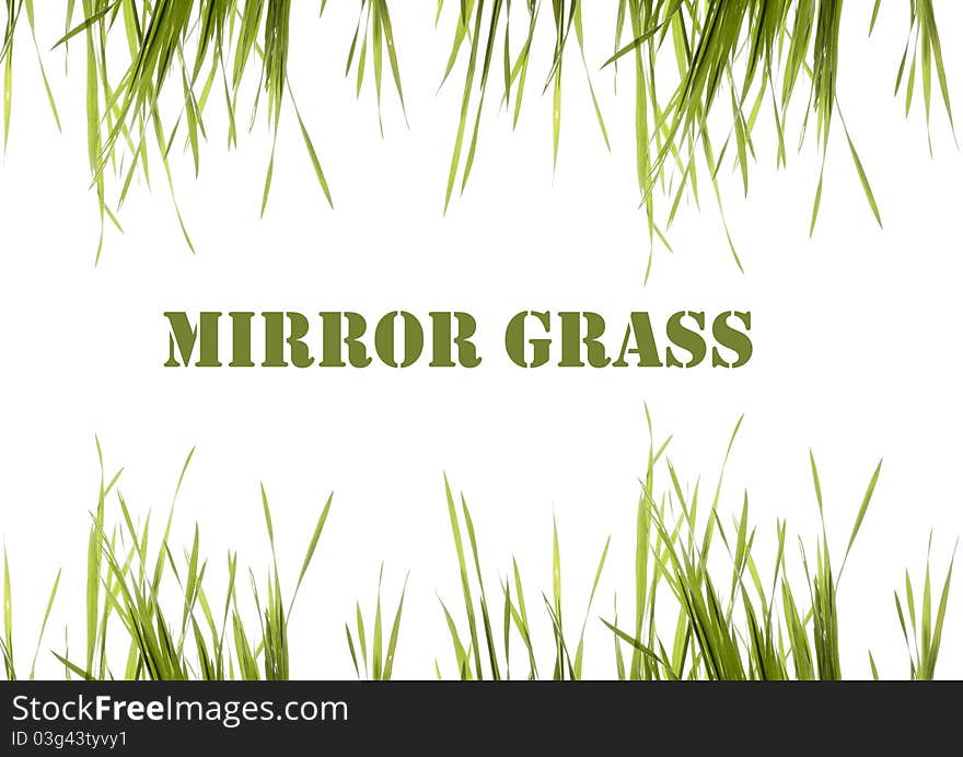 Sprigs green grass on white background