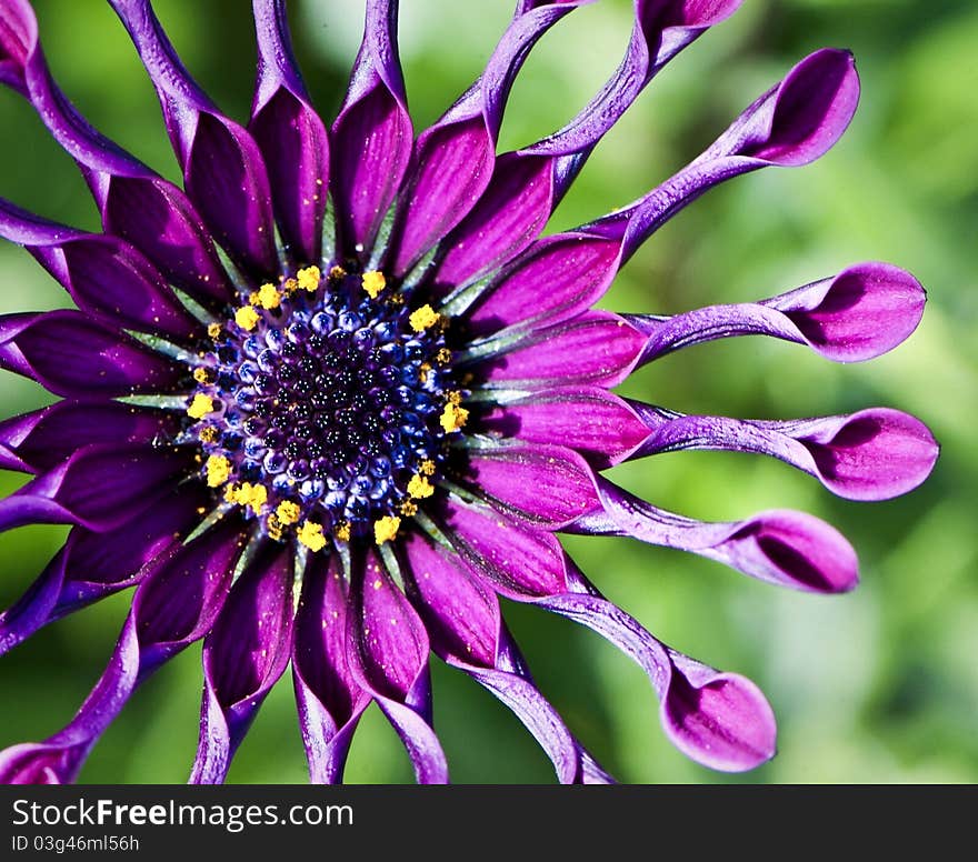 Purple Daisy