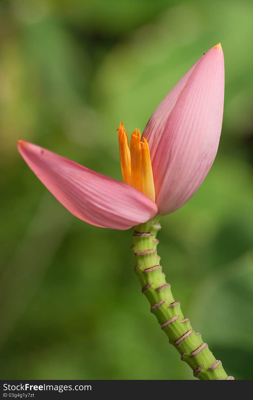 Banana flower